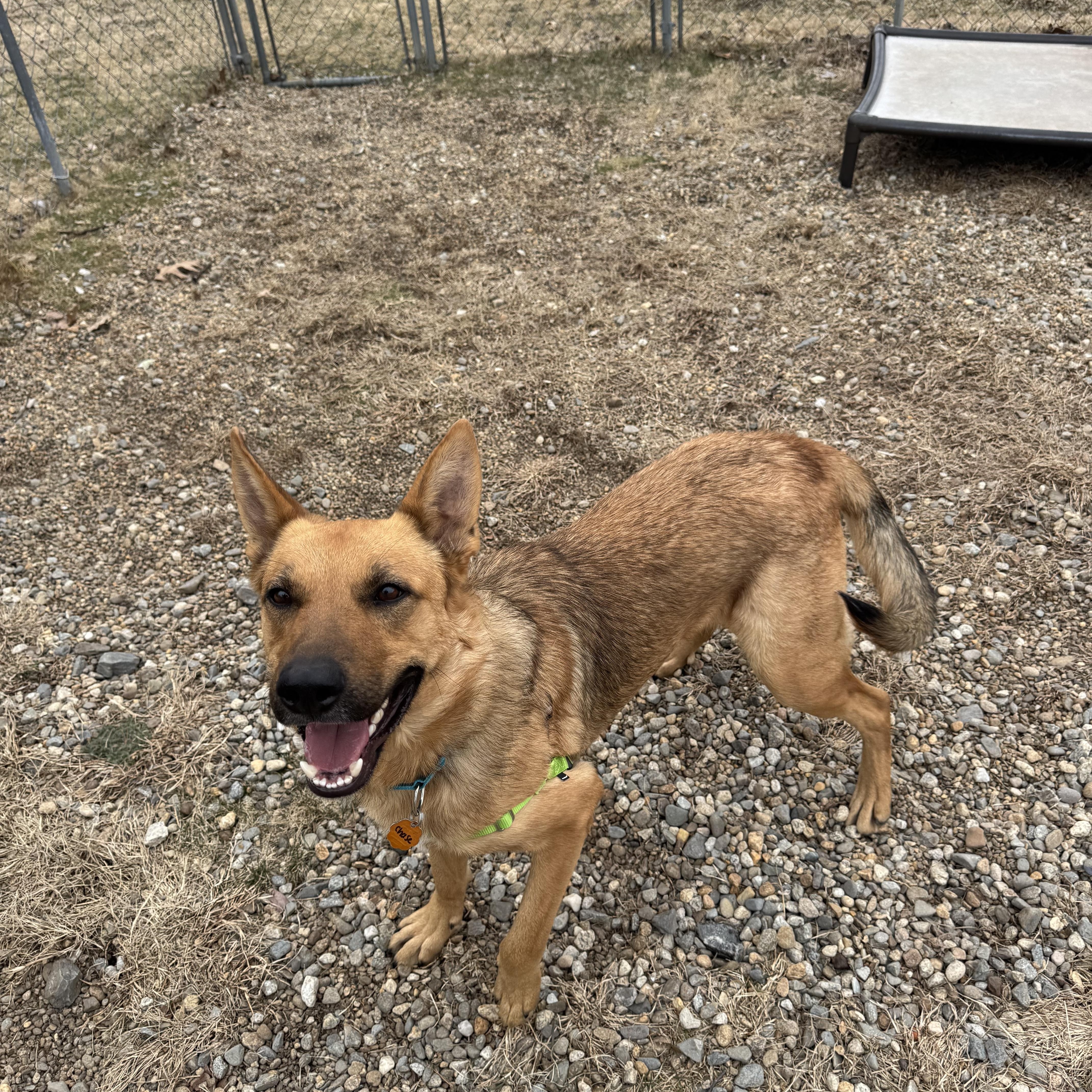 Enlarge Chase, a ADOPTABLE mixed breed in Salem, NH image 2/3