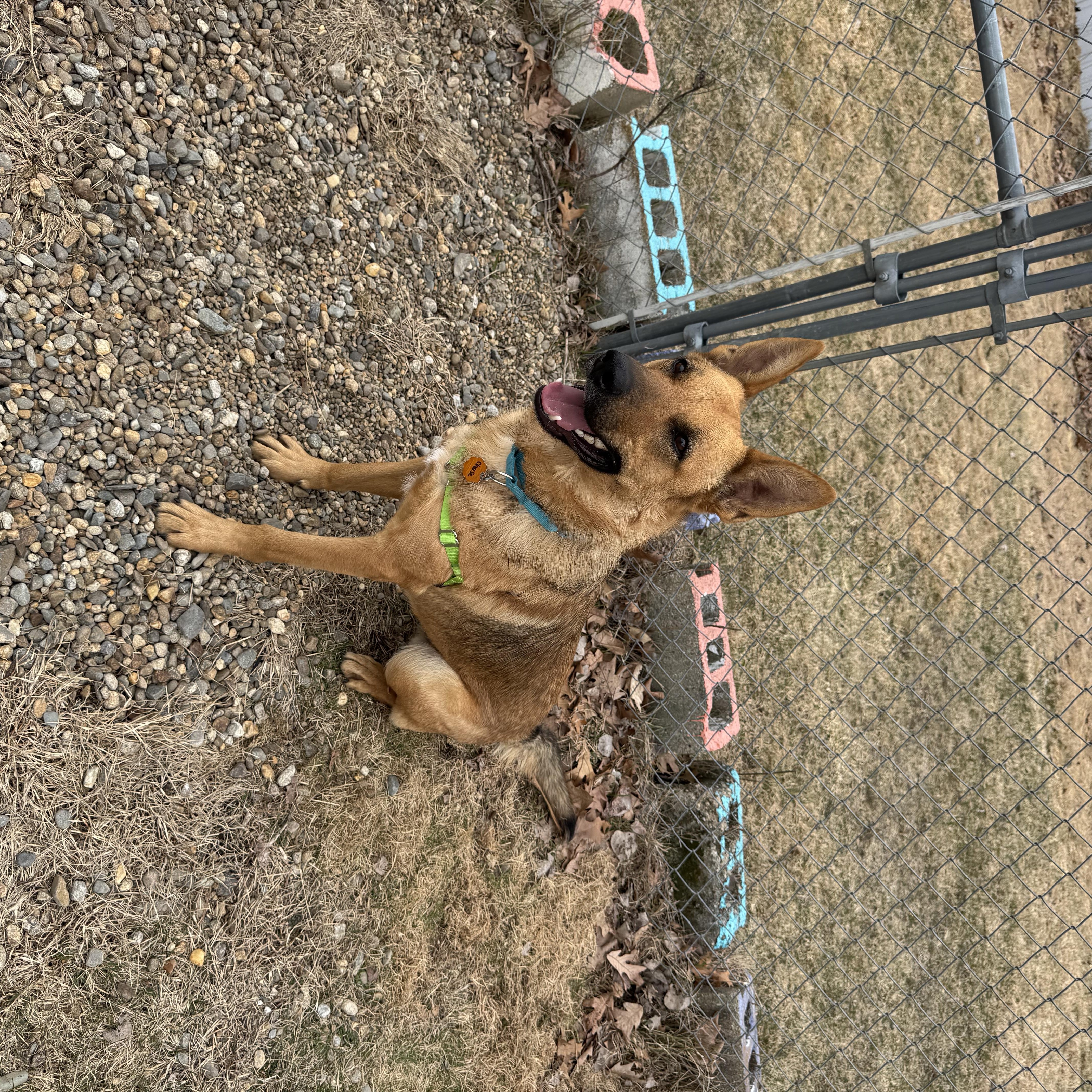 Enlarge Chase, a ADOPTABLE mixed breed in Salem, NH image 3/3