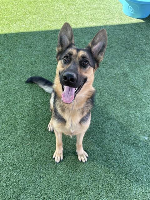SHEBA, Adoptable, Young Female German Shepherd Dog.