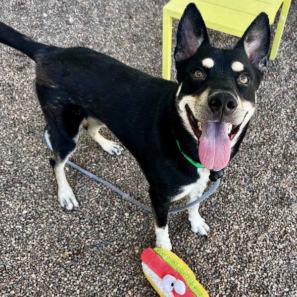 COWBOY, Adoptable, Young Male Husky & Mixed Breed.