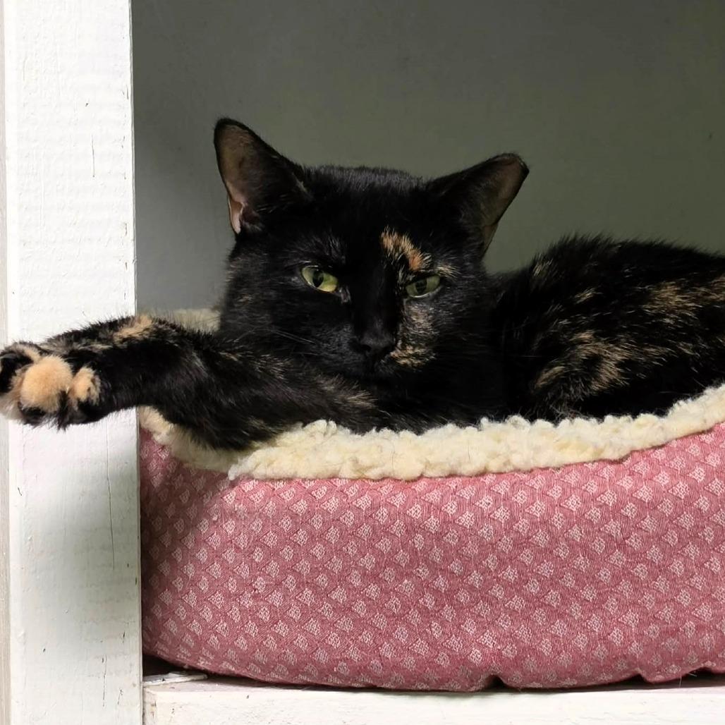 Sabrina, Adoptable, Adult Female Domestic Short Hair.
