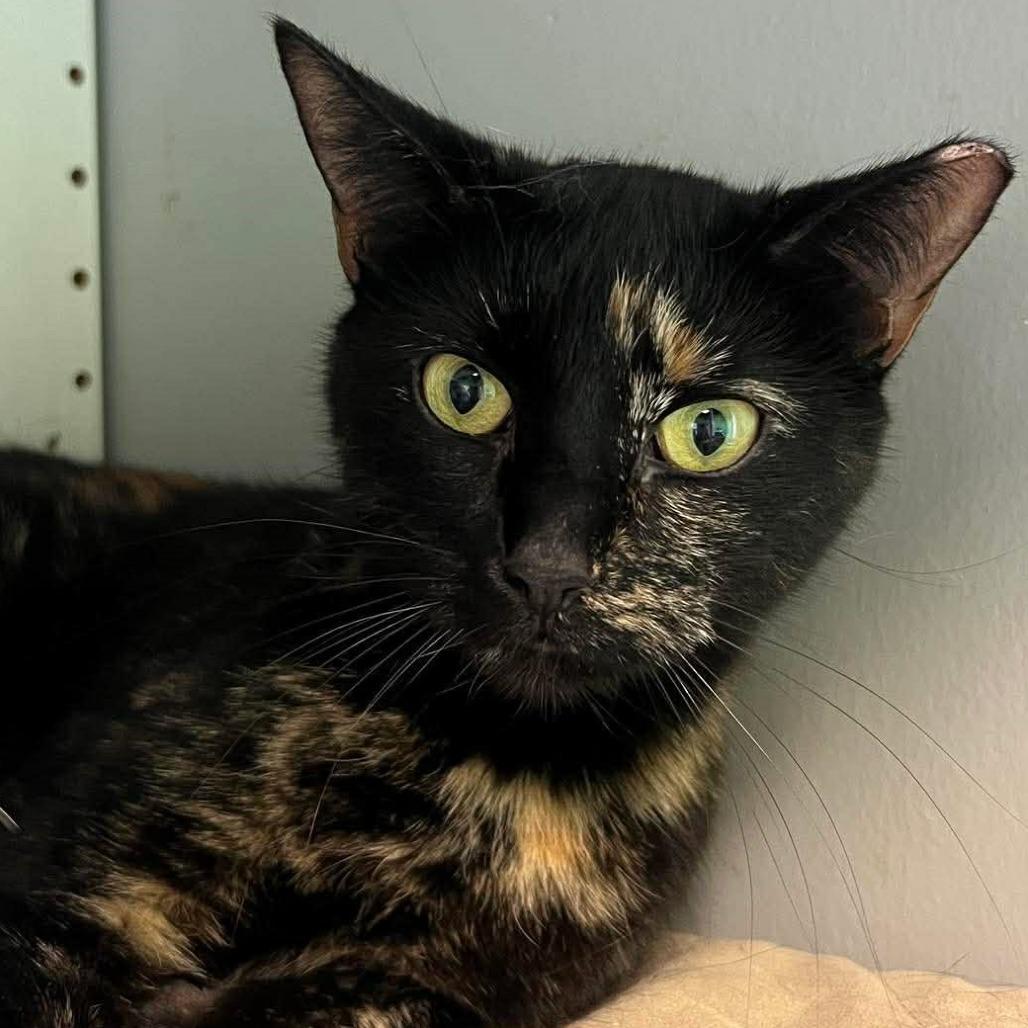 Enlarge Sabrina, a Adoptable Domestic Short Hair in Shawnee, KS image 2/6