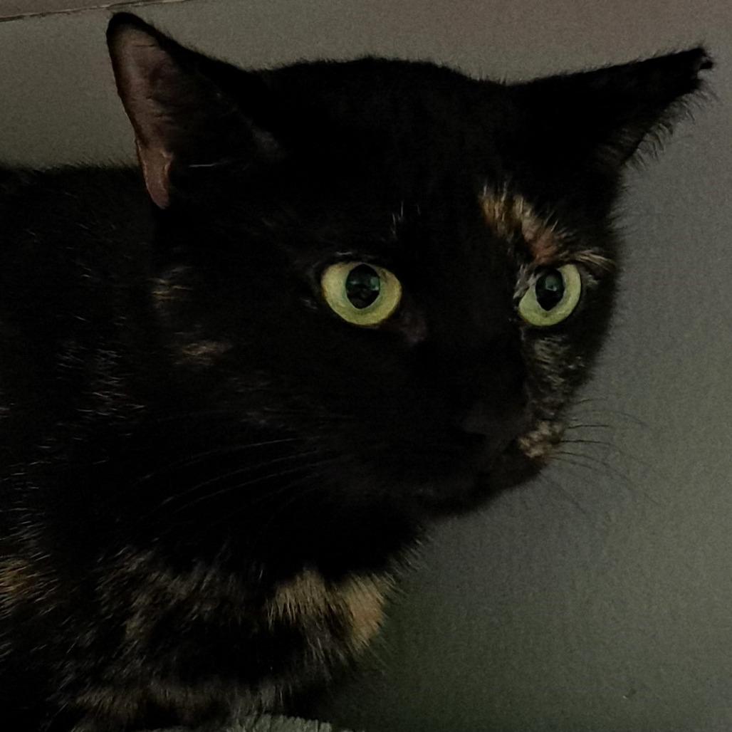 Enlarge Sabrina, a Adoptable Domestic Short Hair in Shawnee, KS image 3/6