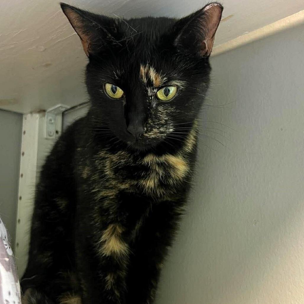 Enlarge Sabrina, a Adoptable Domestic Short Hair in Shawnee, KS image 4/6