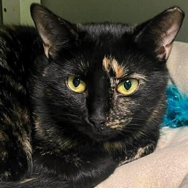 Enlarge Sabrina, a Adoptable Domestic Short Hair in Shawnee, KS image 5/6