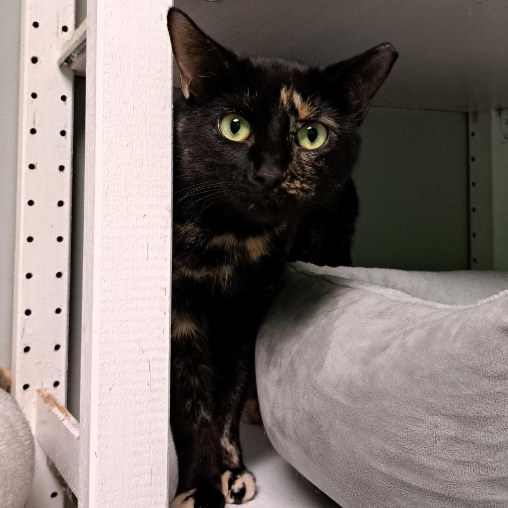 Enlarge Sabrina, a Adoptable Domestic Short Hair in Shawnee, KS image 6/6