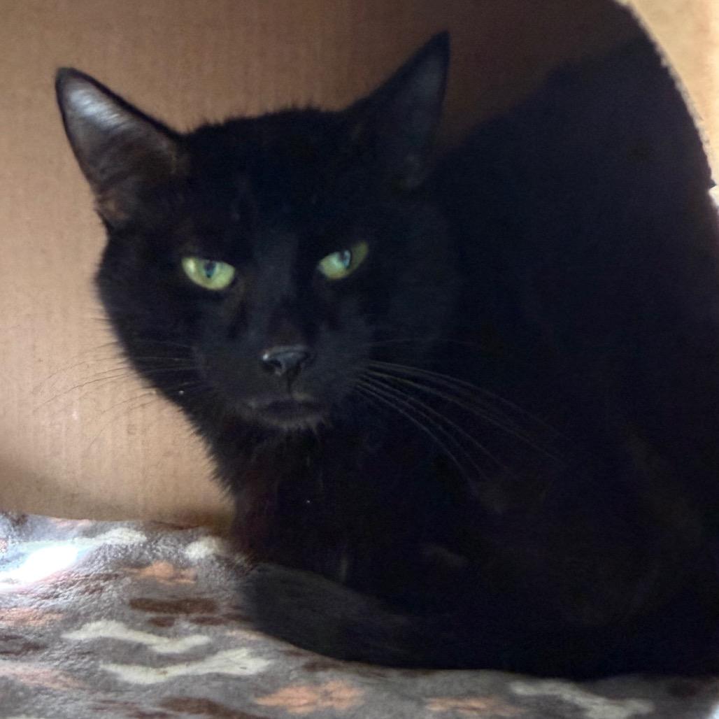 Biography, Adoptable, Adult Male Domestic Short Hair.