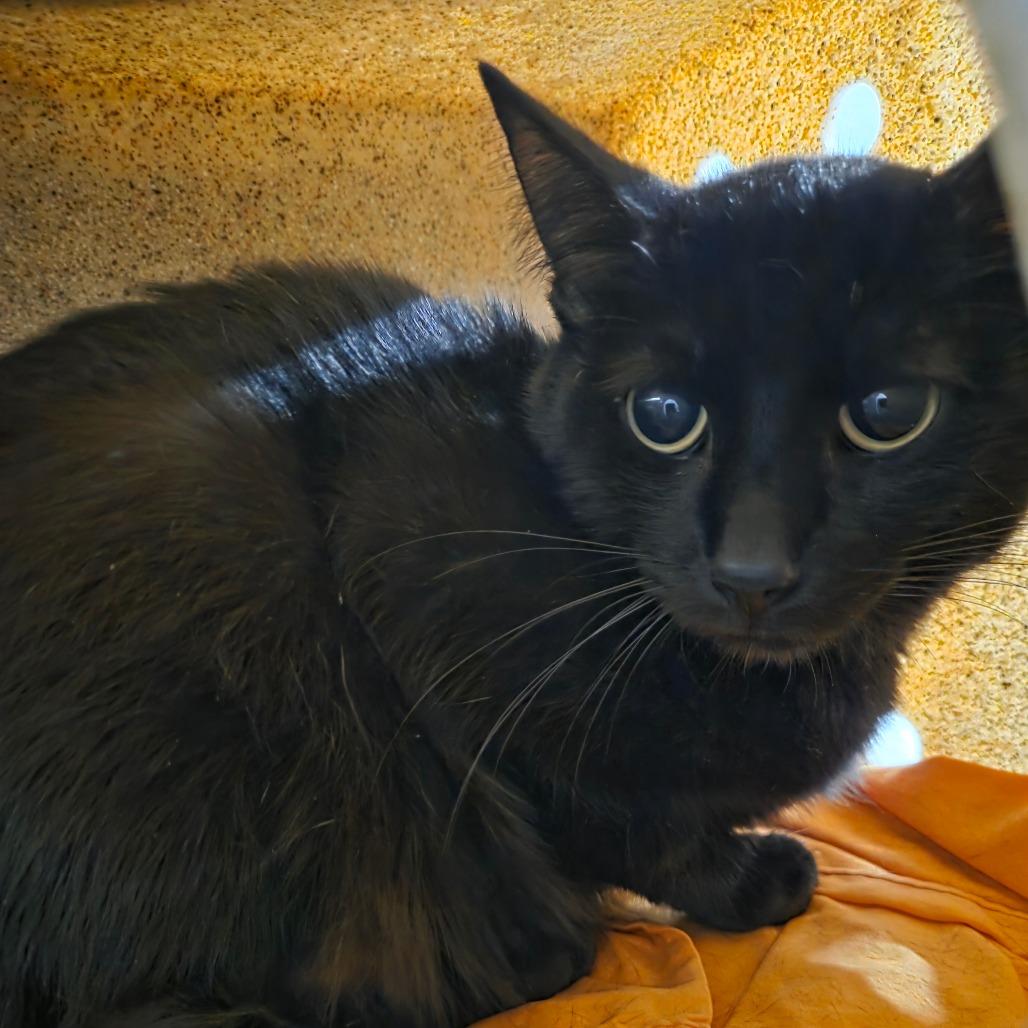 Enlarge Biography (Holland Cat Cove), a Adoptable Domestic Short Hair in West Olive, MI image 1/2