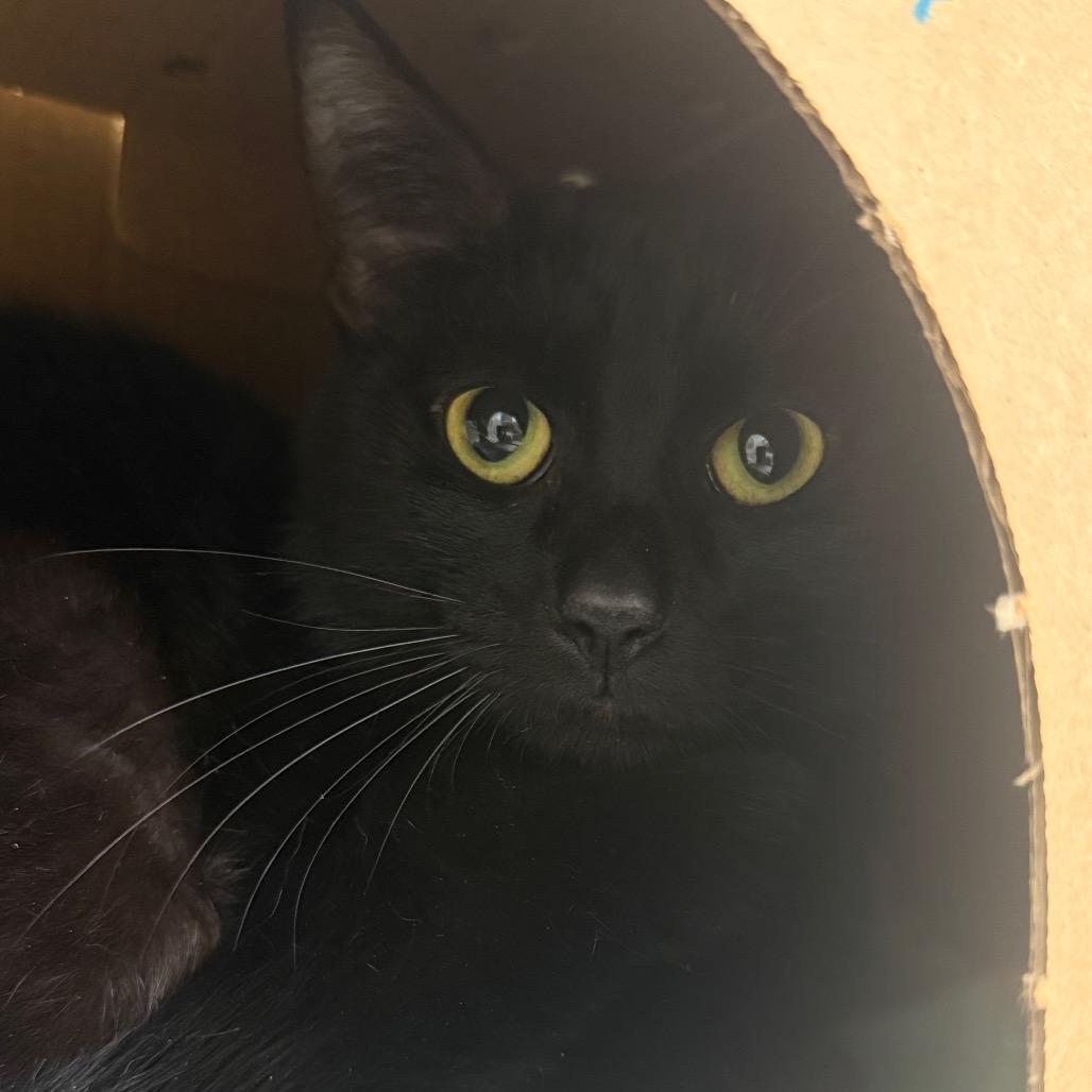Enlarge Biography (Holland Cat Cove), a Adoptable Domestic Short Hair in West Olive, MI image 2/2
