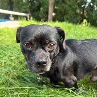 Zues, a ADOPTABLE mixed breed in Albany, NY image 2/2