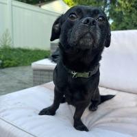 Zues, ADOPTABLE, Adult Male Pug.
