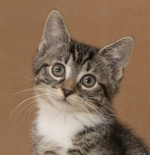Enlarge Trinity, a Adopted Domestic Short Hair in Chicago, IL image 1/6