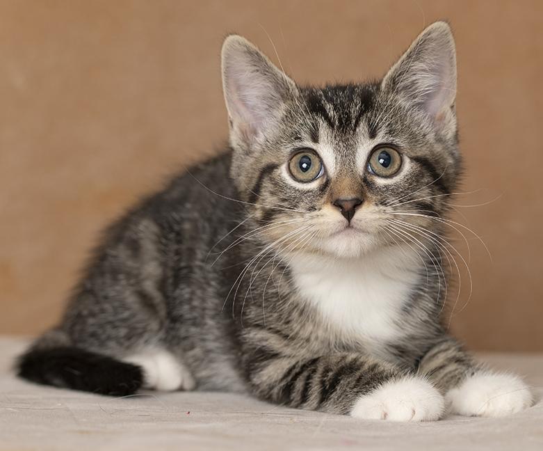 Enlarge Trinity, a Adopted Domestic Short Hair in Chicago, IL image 4/6