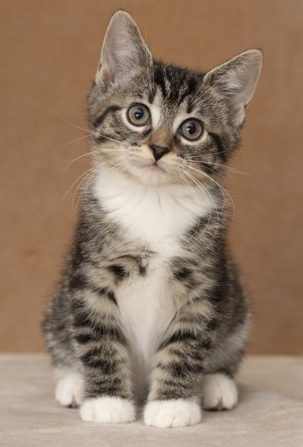 Enlarge Trinity, a Adopted Domestic Short Hair in Chicago, IL image 2/6
