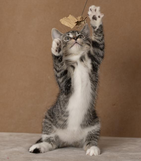 Enlarge Trinity, a Adopted Domestic Short Hair in Chicago, IL image 3/6