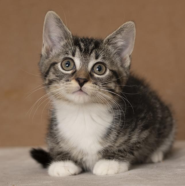 Enlarge Trinity, a Adopted Domestic Short Hair in Chicago, IL image 5/6