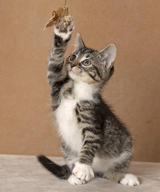 Enlarge Trinity, a Adopted Domestic Short Hair in Chicago, IL image 6/6
