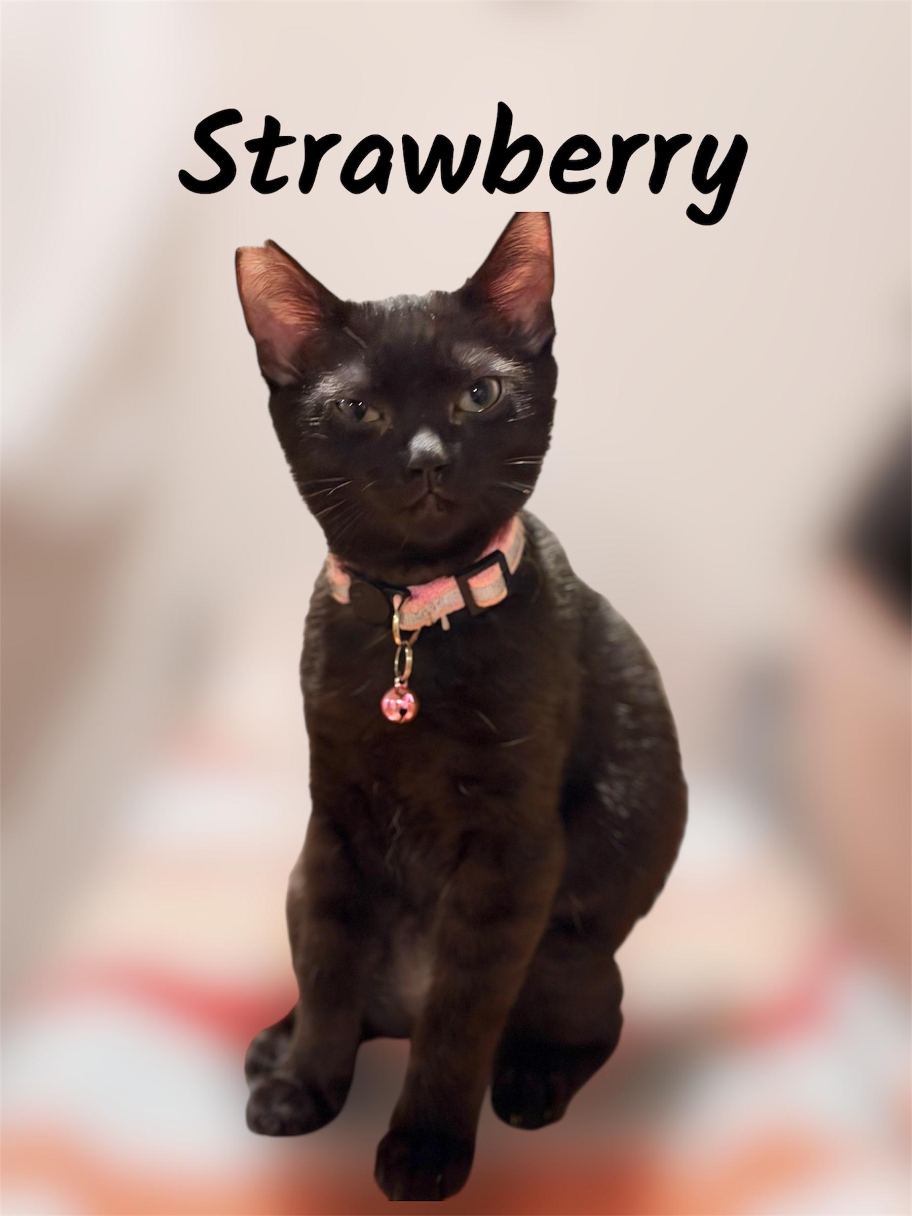 Enlarge Strawberry , an adopted Domestic Short Hair in Auburn, CA image 1/1