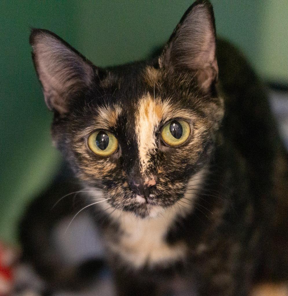 Sally, adopted, Adult Female Domestic Short Hair.