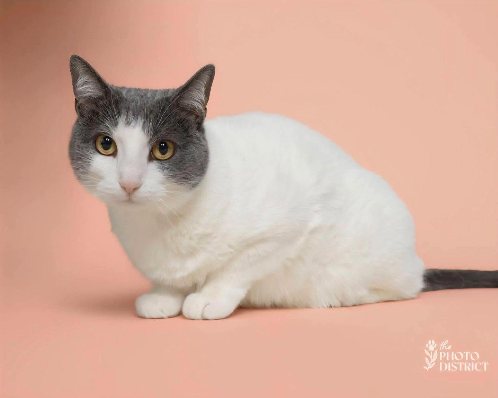 Enlarge Minny, a Adoptable Domestic Short Hair in Wilmington, NC image 1/2
