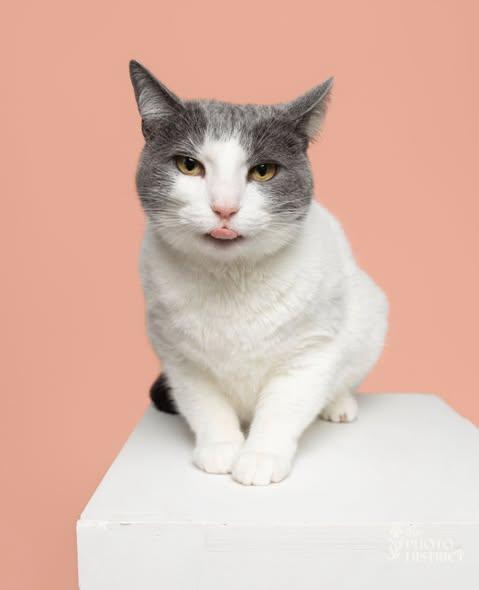 Enlarge Minny, a Adoptable Domestic Short Hair in Wilmington, NC image 1/1