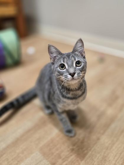 Fresno, Adoptable, Kitten Female Domestic Short Hair.