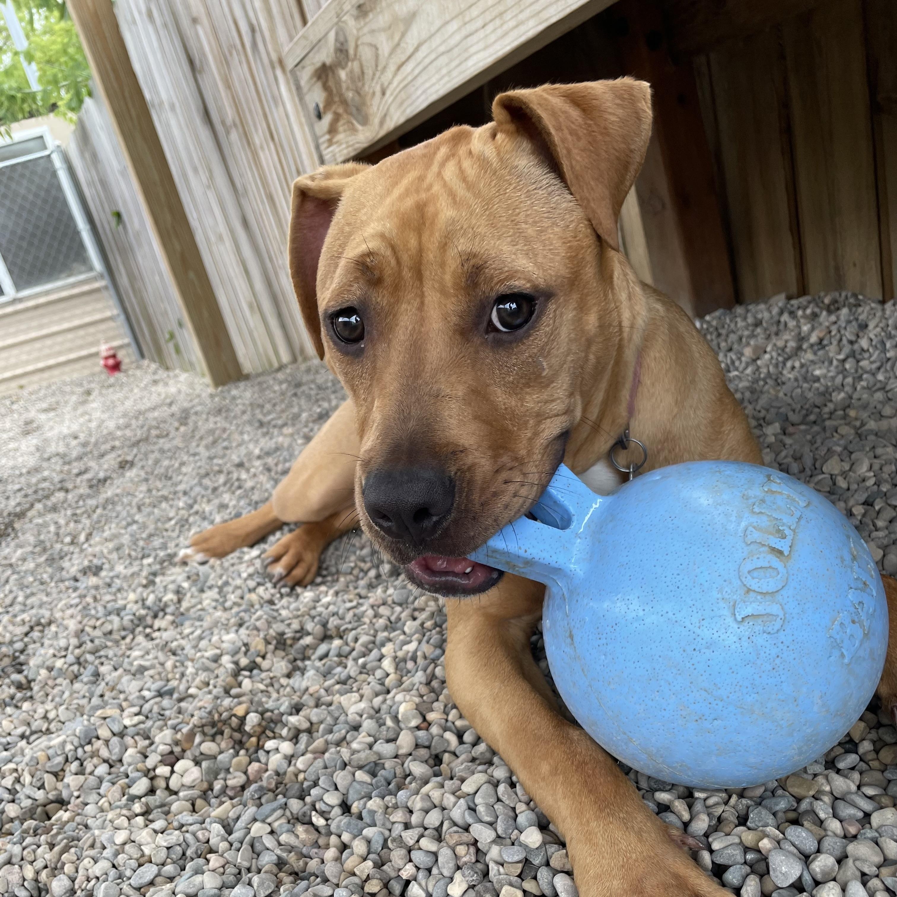 Ducky, a Adoptable mixed breed in Oxford, MI image 1/6