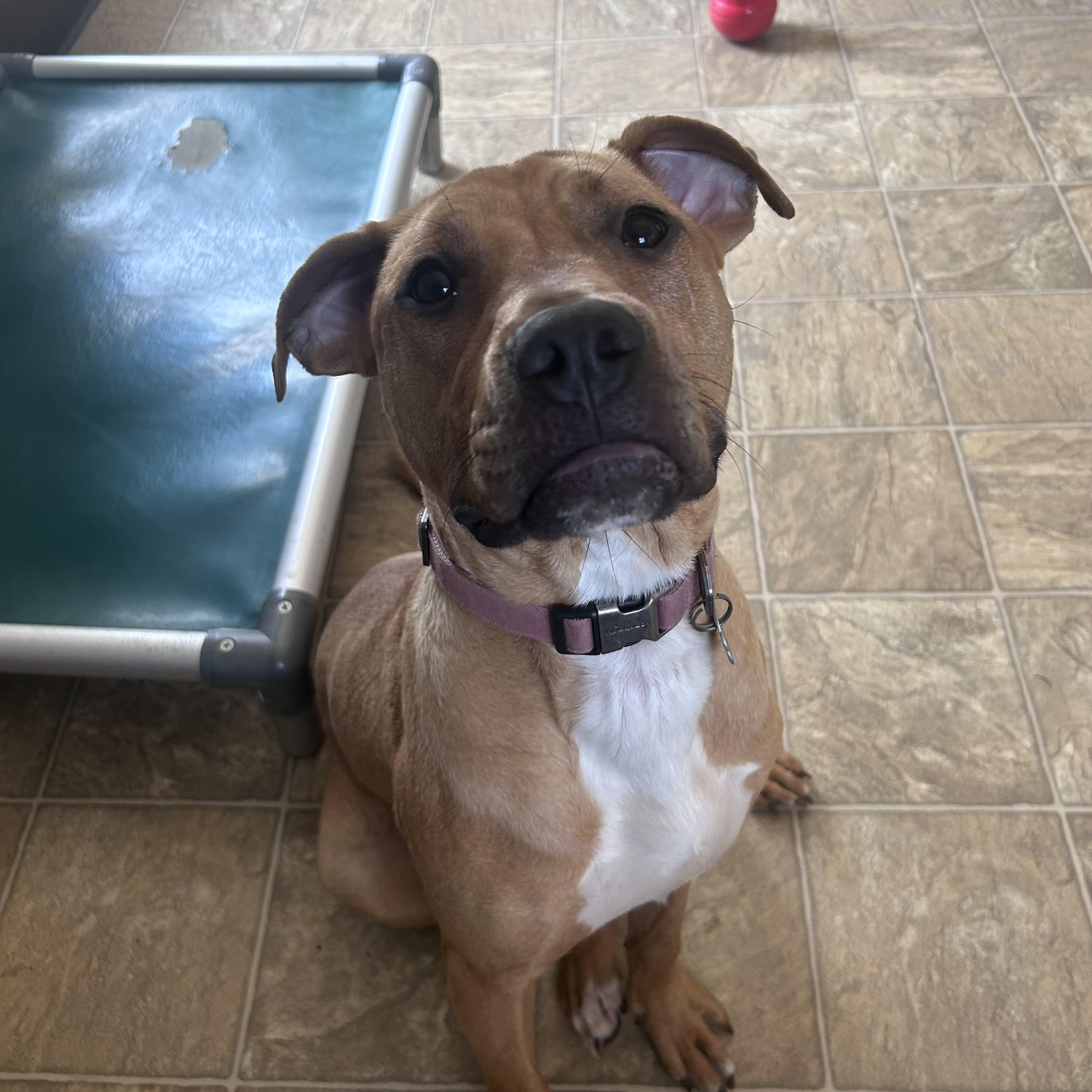 Enlarge Ducky, a Adoptable mixed breed in Oxford, MI image 2/6