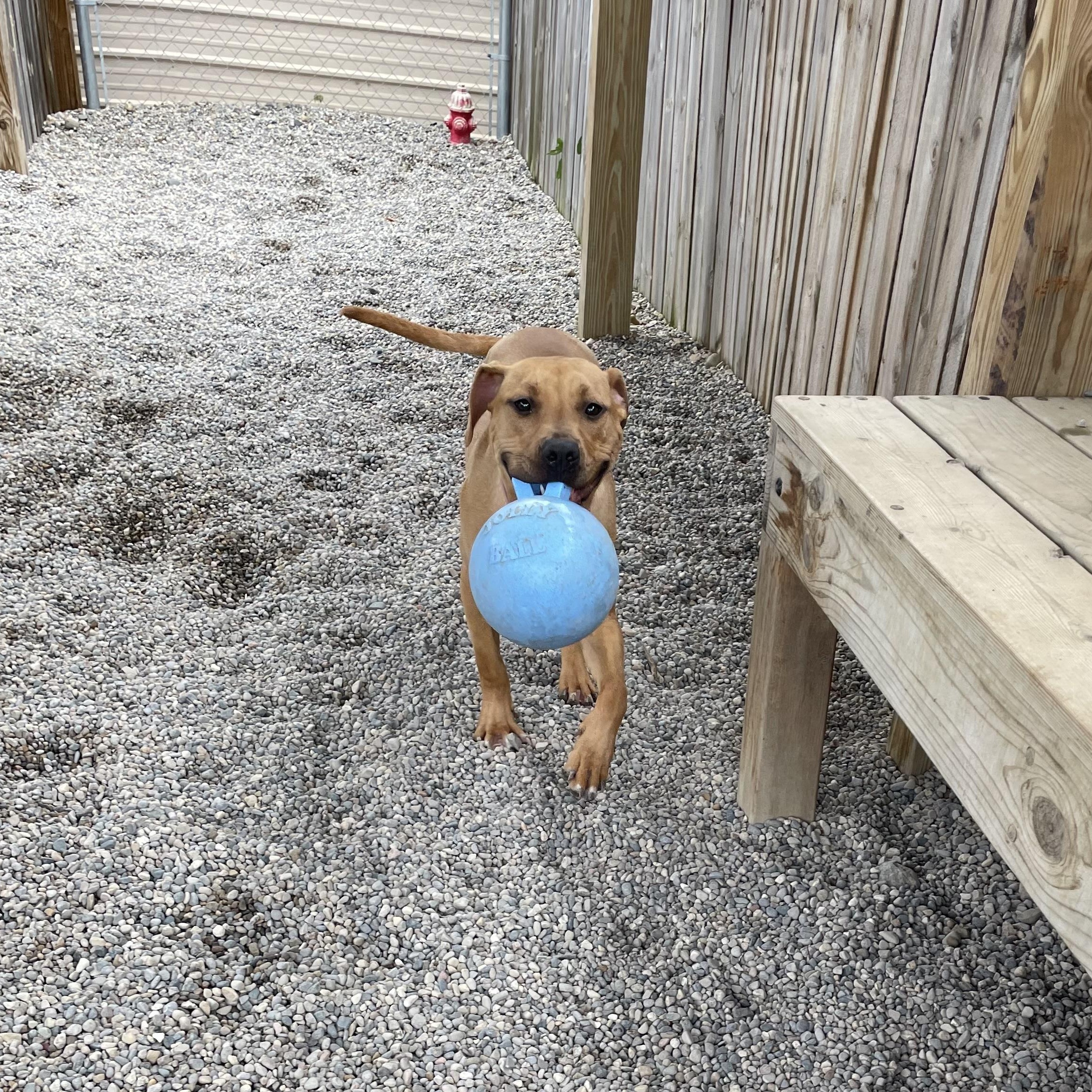 Ducky, a Adoptable mixed breed in Oxford, MI image 5/6