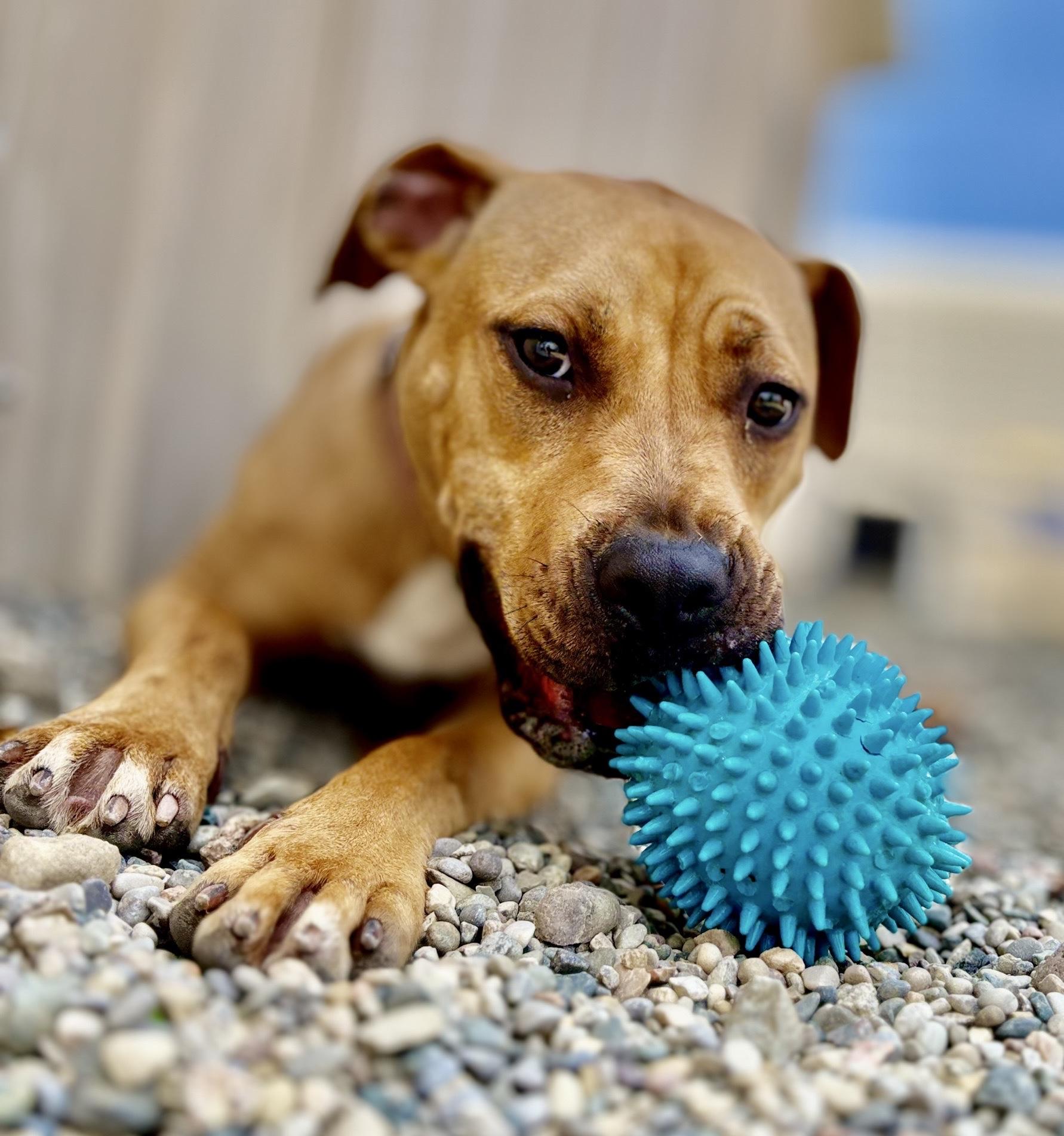 Enlarge Ducky, a Adoptable mixed breed in Oxford, MI image 3/6