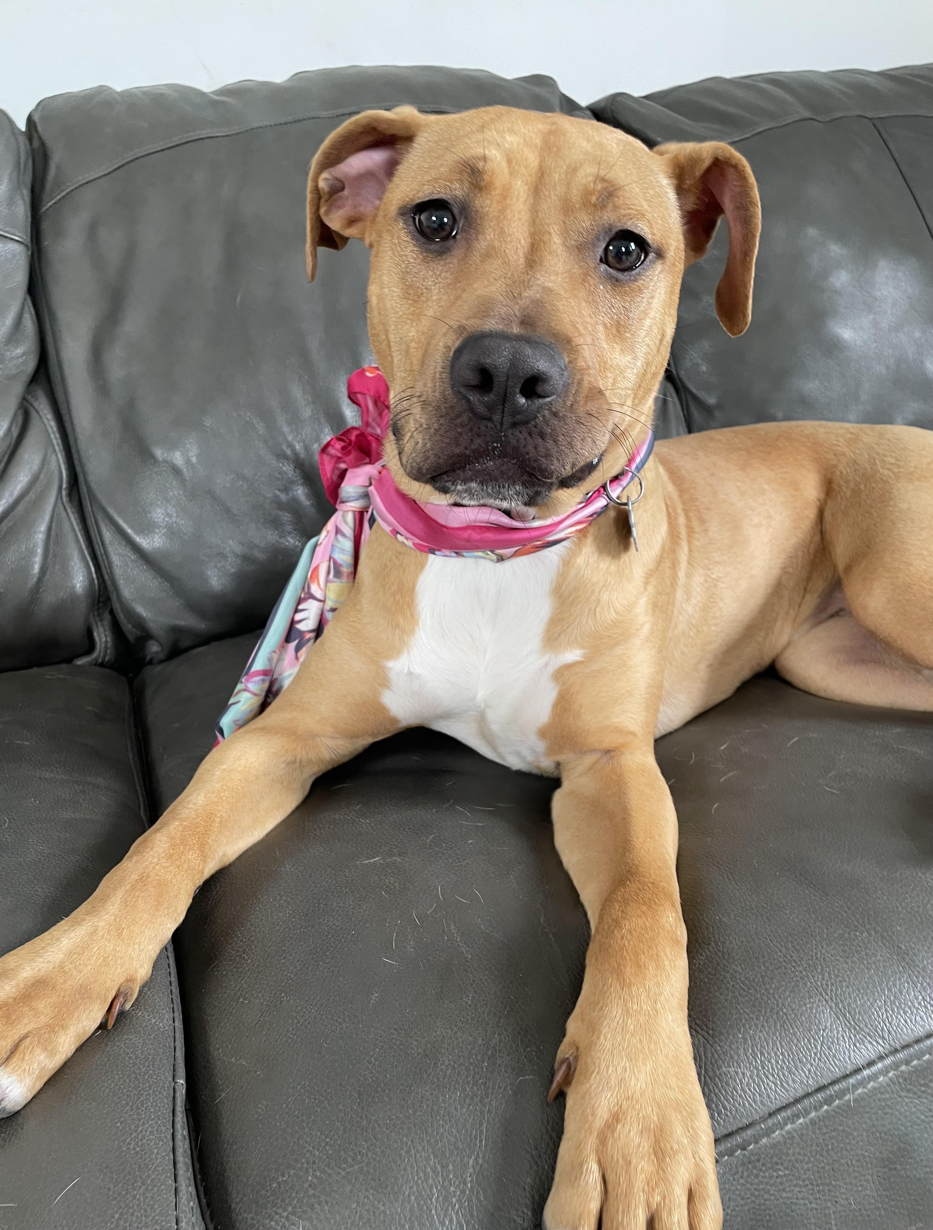 Ducky, a Adoptable mixed breed in Oxford, MI image 2/6
