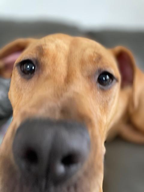 Ducky, a Adoptable mixed breed in Oxford, MI image 4/6