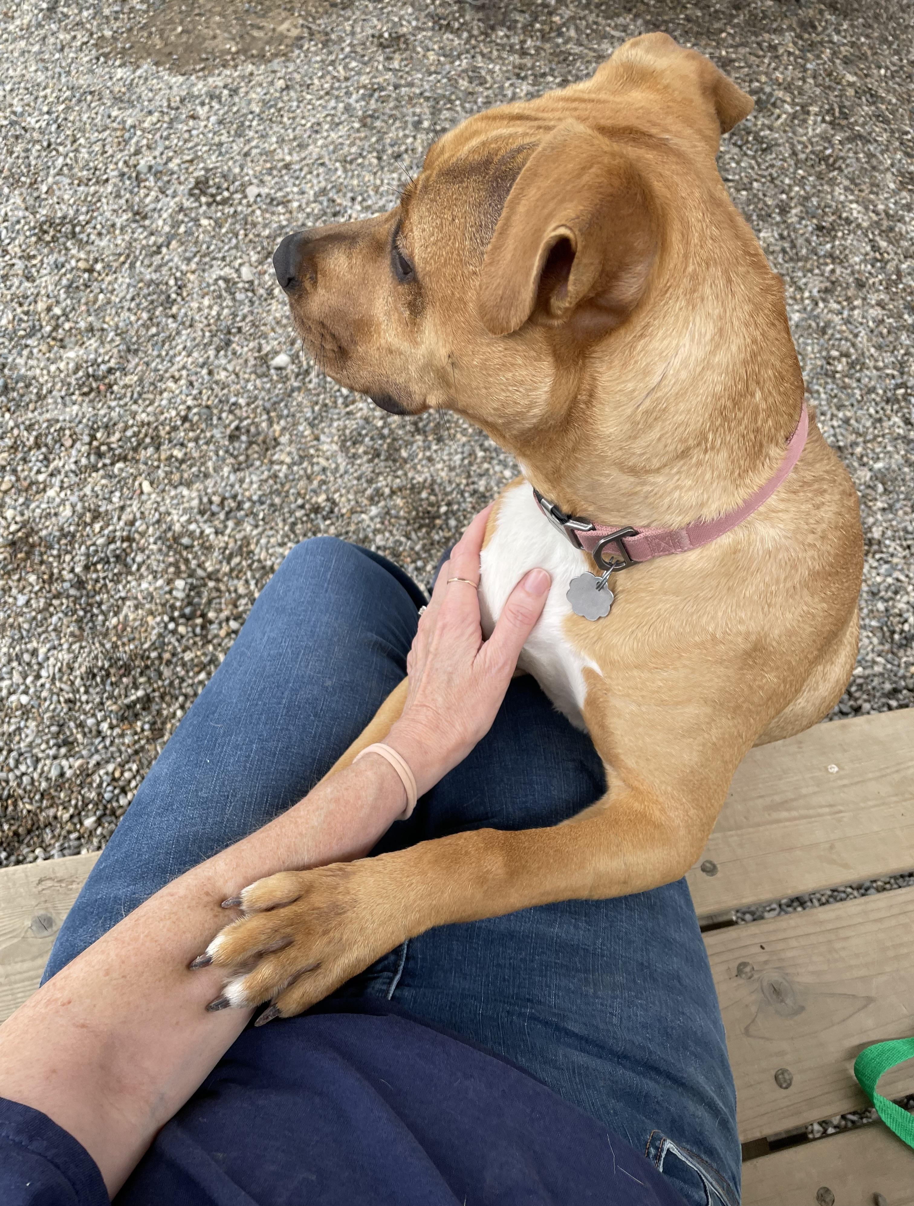 Ducky, a Adoptable mixed breed in Oxford, MI image 6/6