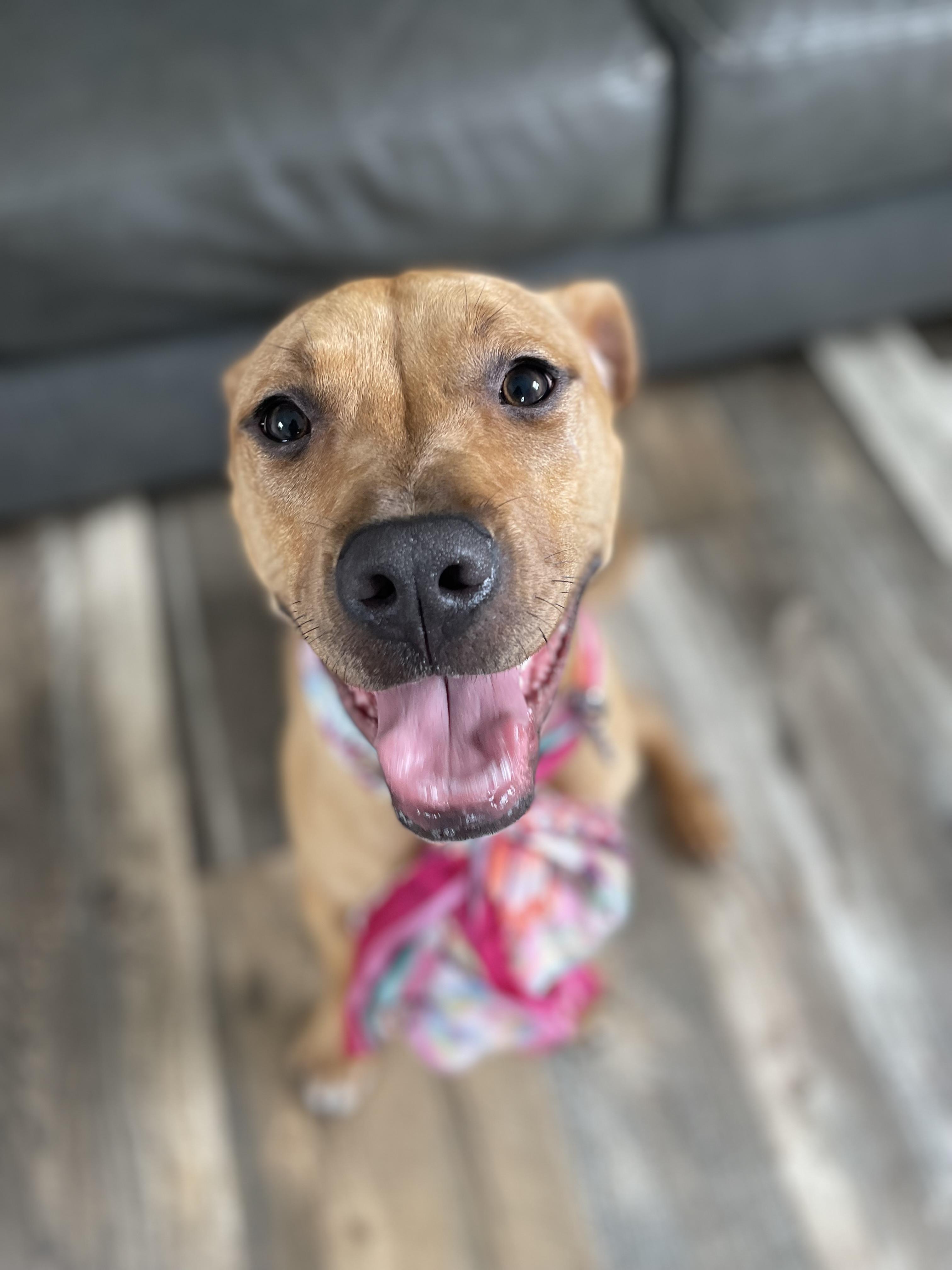 Ducky, a Adoptable mixed breed in Oxford, MI image 3/6