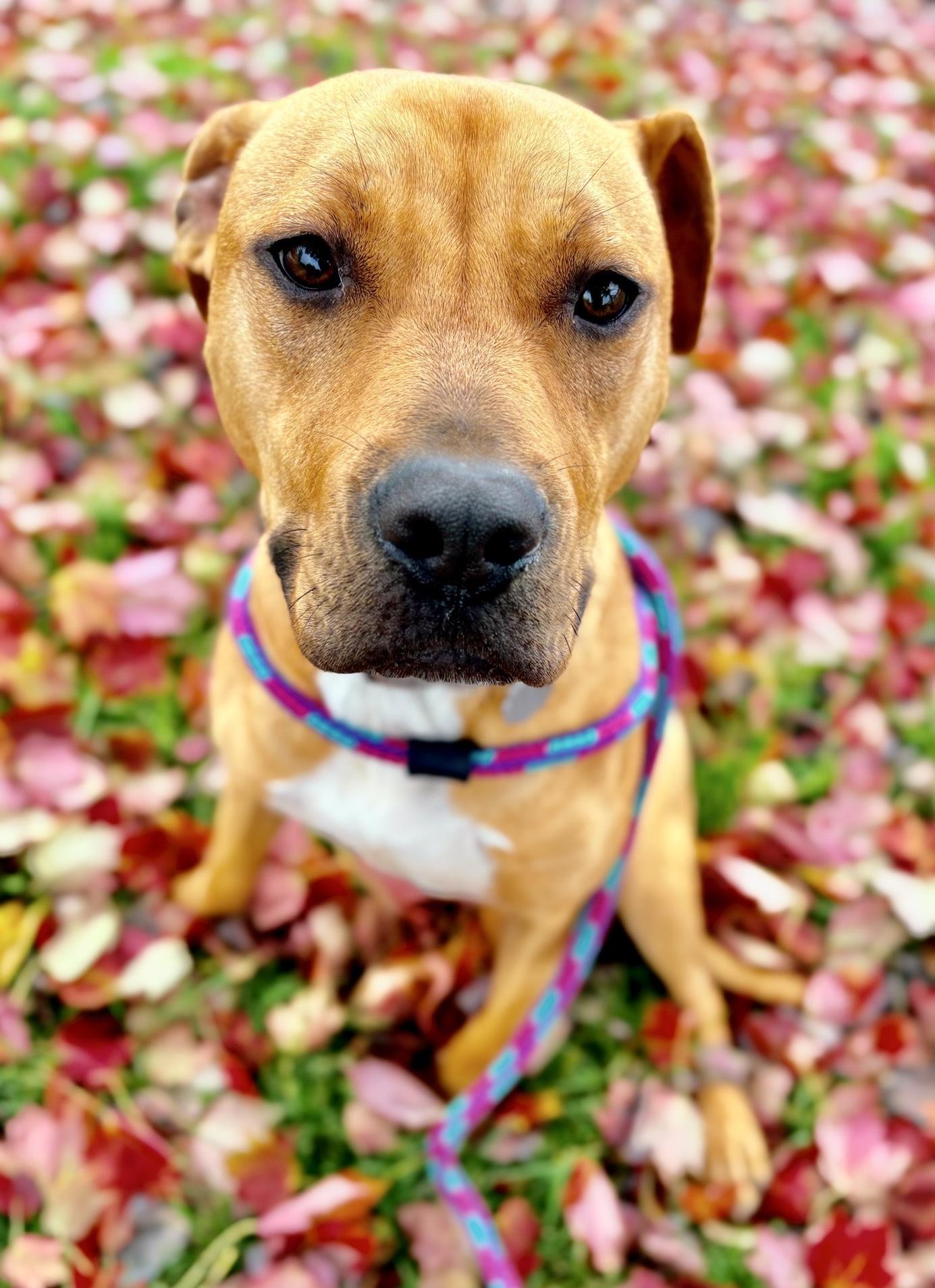 Enlarge Ducky, a Adoptable mixed breed in Oxford, MI image 1/6