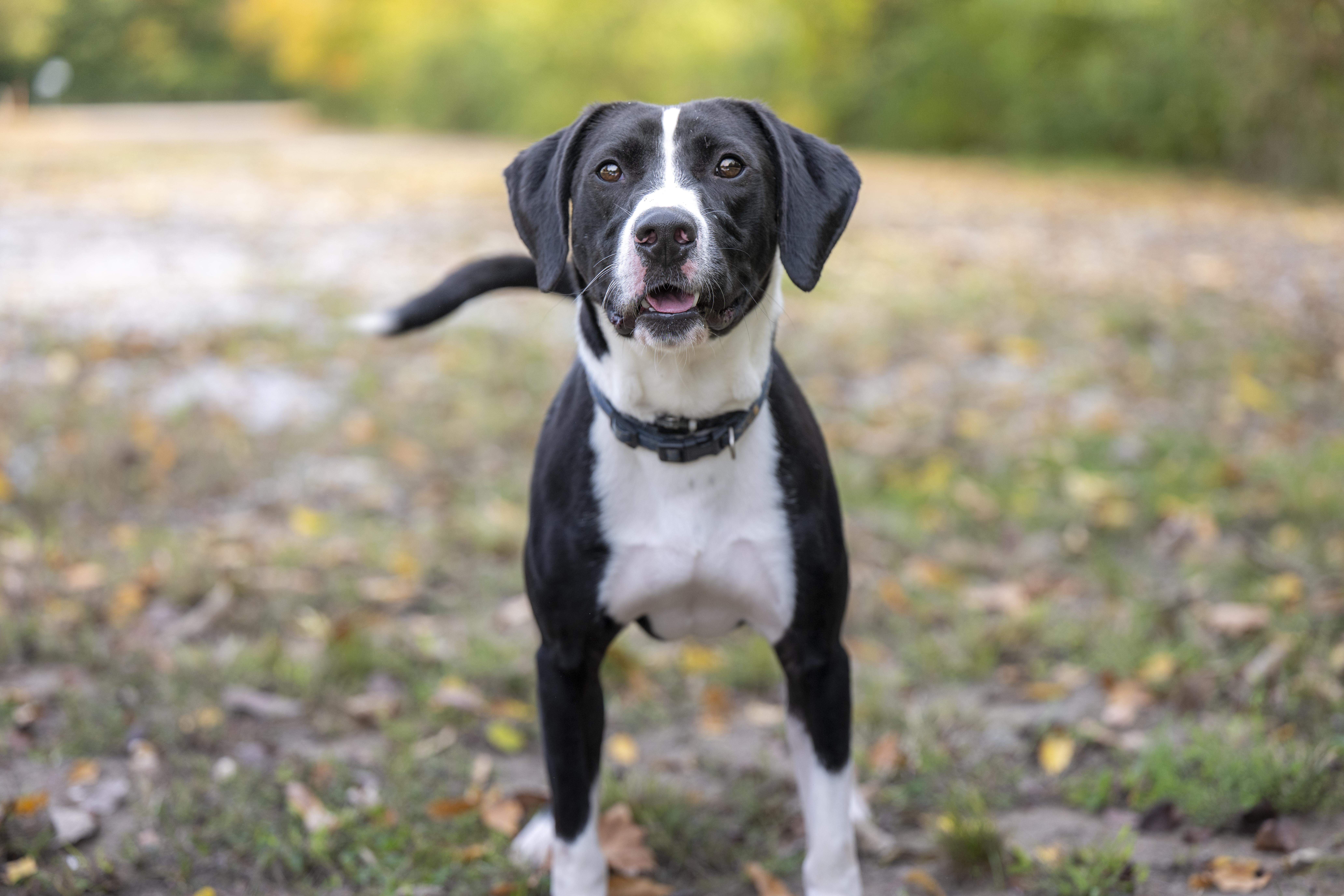 Sadie, Adoptable, Adult Male Pit Bull Terrier.
