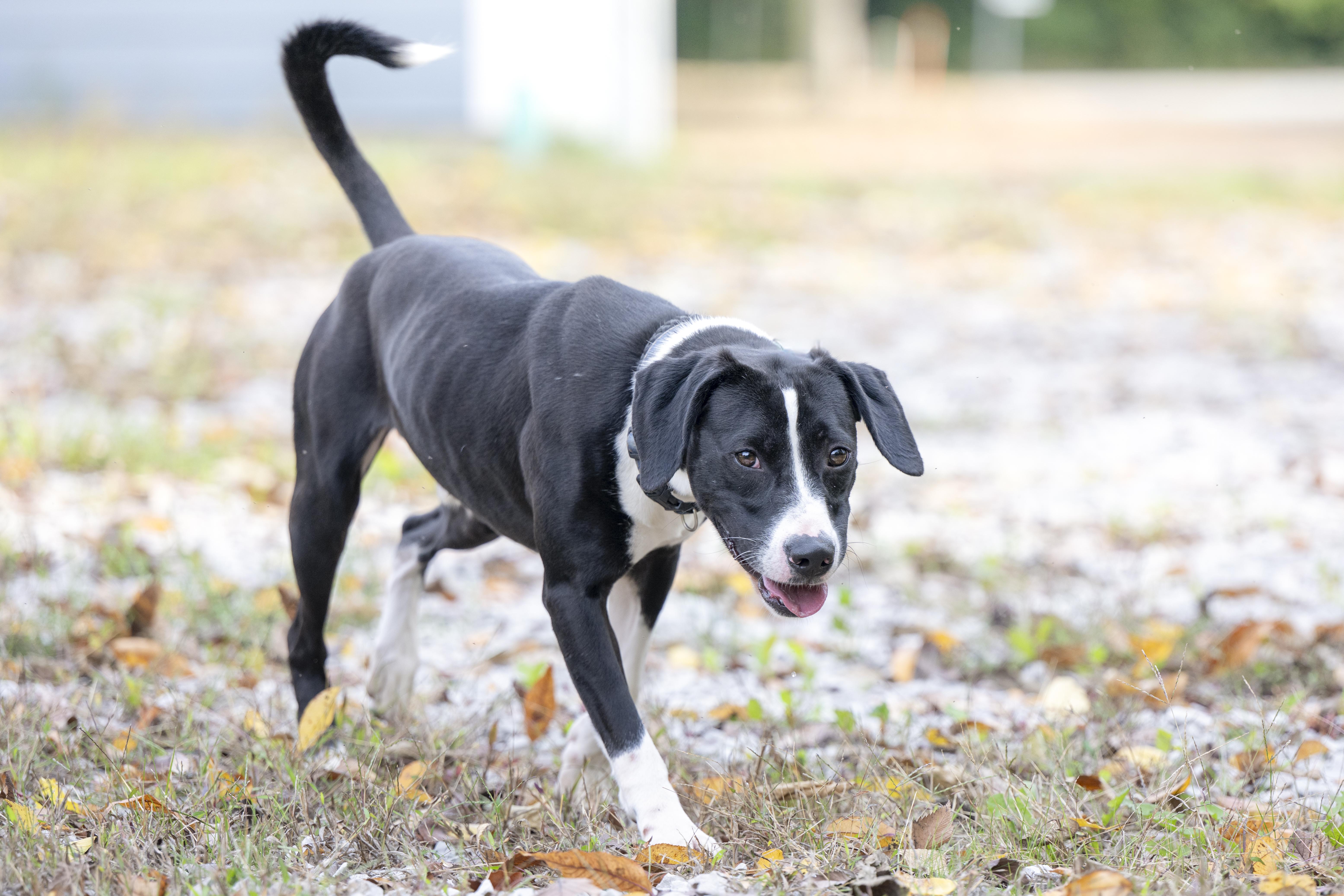 Sadie, a Adoptable mixed breed in Terre Haute, IN image 2/3