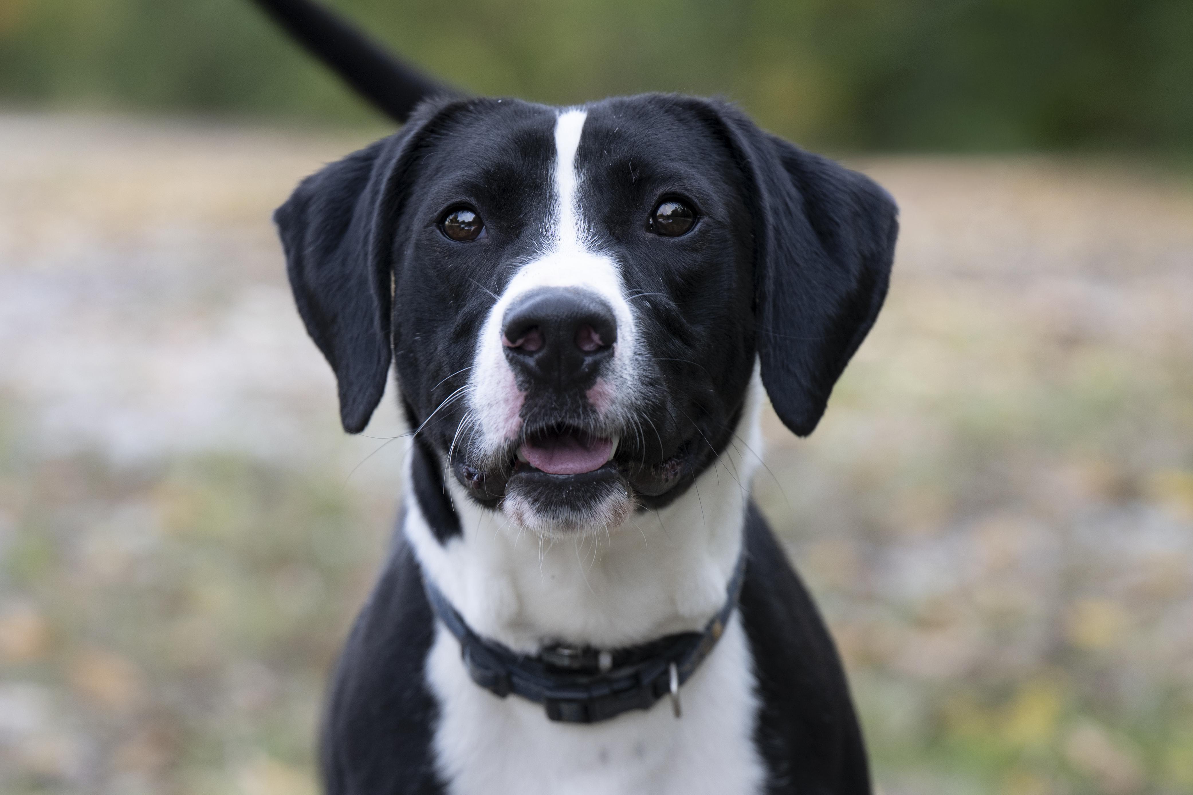 Sadie, a Adoptable mixed breed in Terre Haute, IN image 3/3
