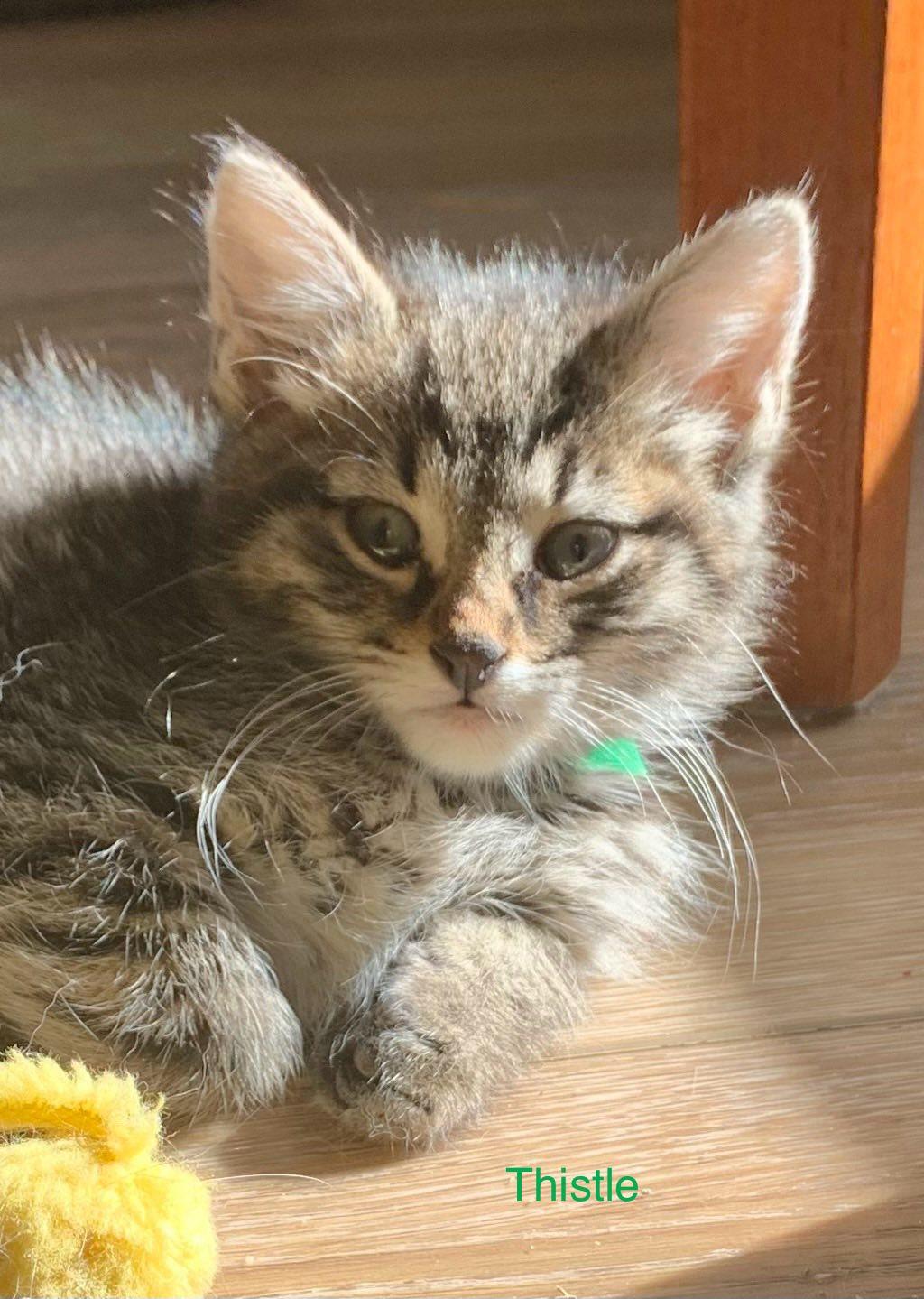 Thistle, an adoptable Domestic Short Hair in Olivet, MI_image-1