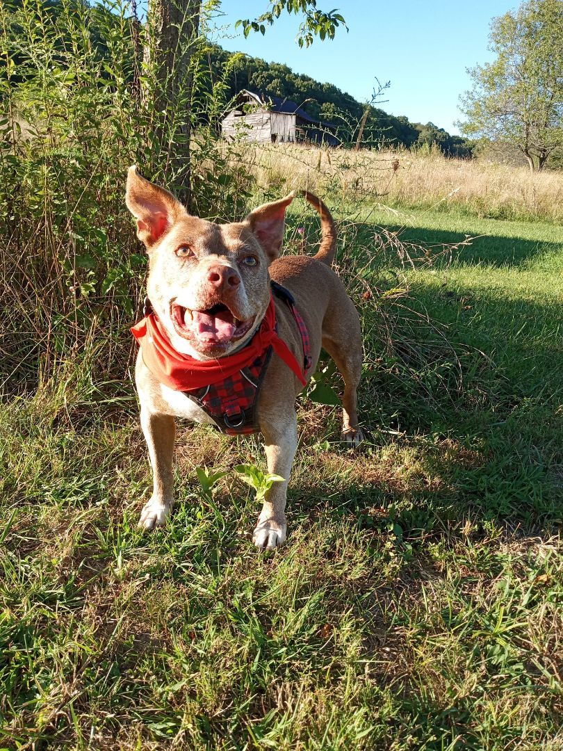 Bricks, Adoptable, Adult Male Pit Bull Terrier & Dachshund.