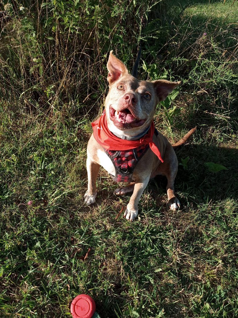 Bricks, a Adoptable mixed breed in Stuarts Draft, VA image 3/6