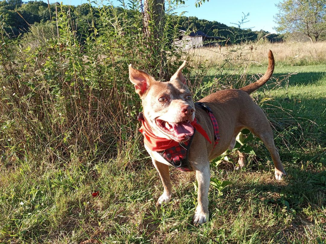 Bricks, a Adoptable mixed breed in Stuarts Draft, VA image 4/6
