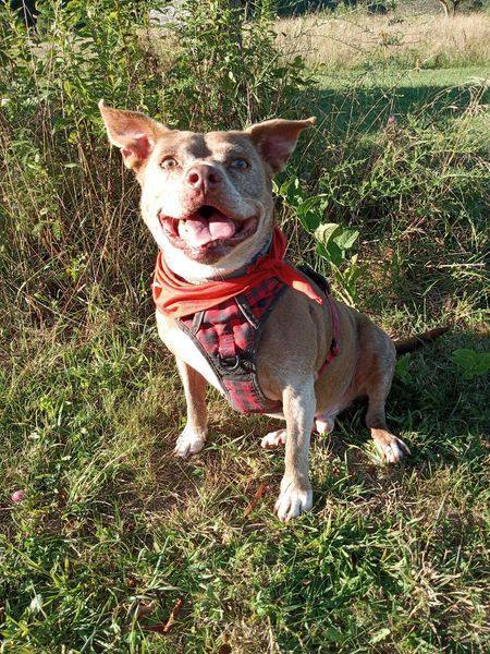 Bricks, a Adoptable mixed breed in Stuarts Draft, VA image 5/6