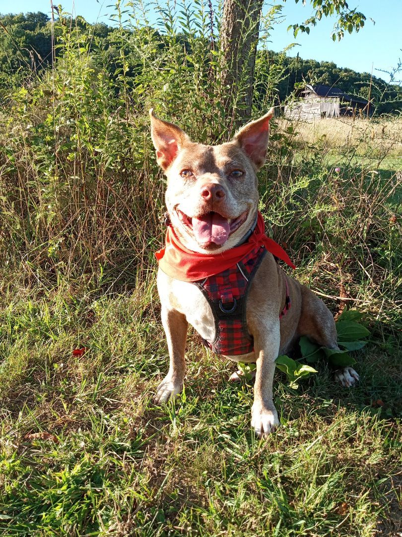 Bricks, a Adoptable mixed breed in Stuarts Draft, VA image 6/6