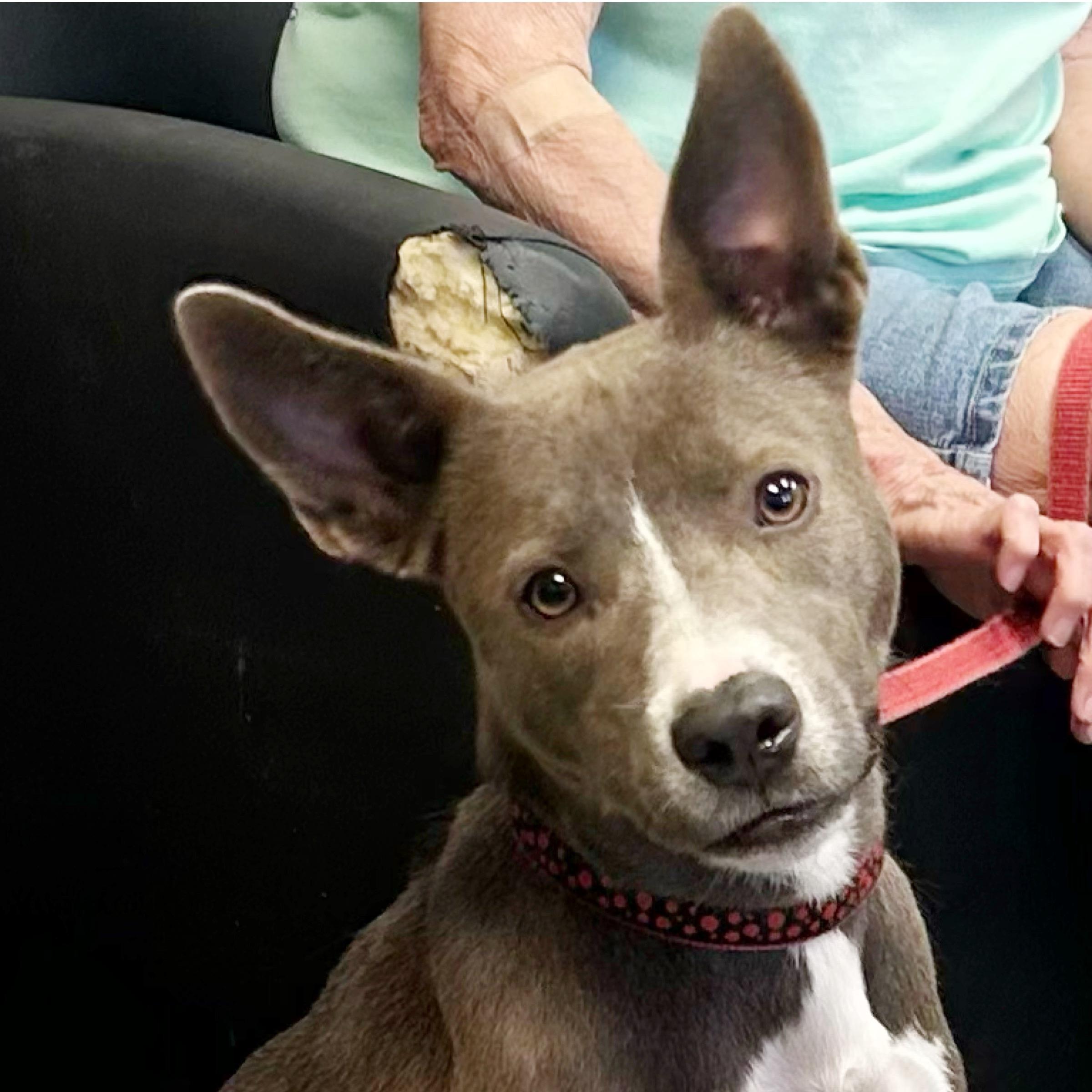 Mimi, Adopted, Adult Female American Staffordshire Terrier & Bull Terrier.