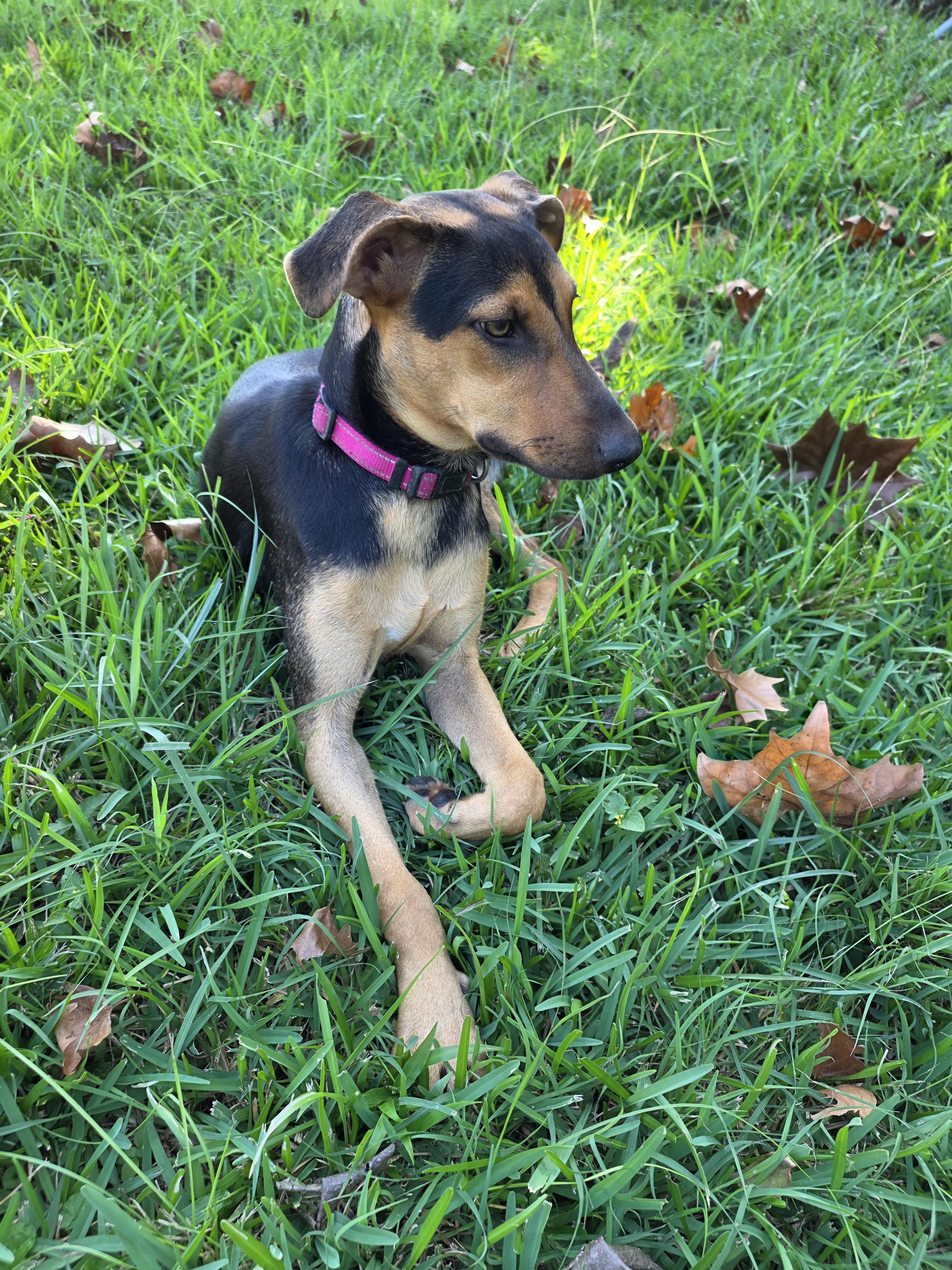 Enlarge Zoey, a Adoptable mixed breed in Austin, TX image 2/5