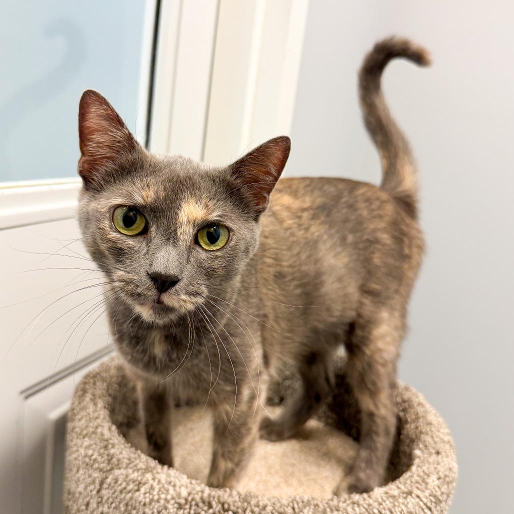 Enlarge Gaia, a Adoptable Domestic Short Hair in Scituate, MA image 2/6