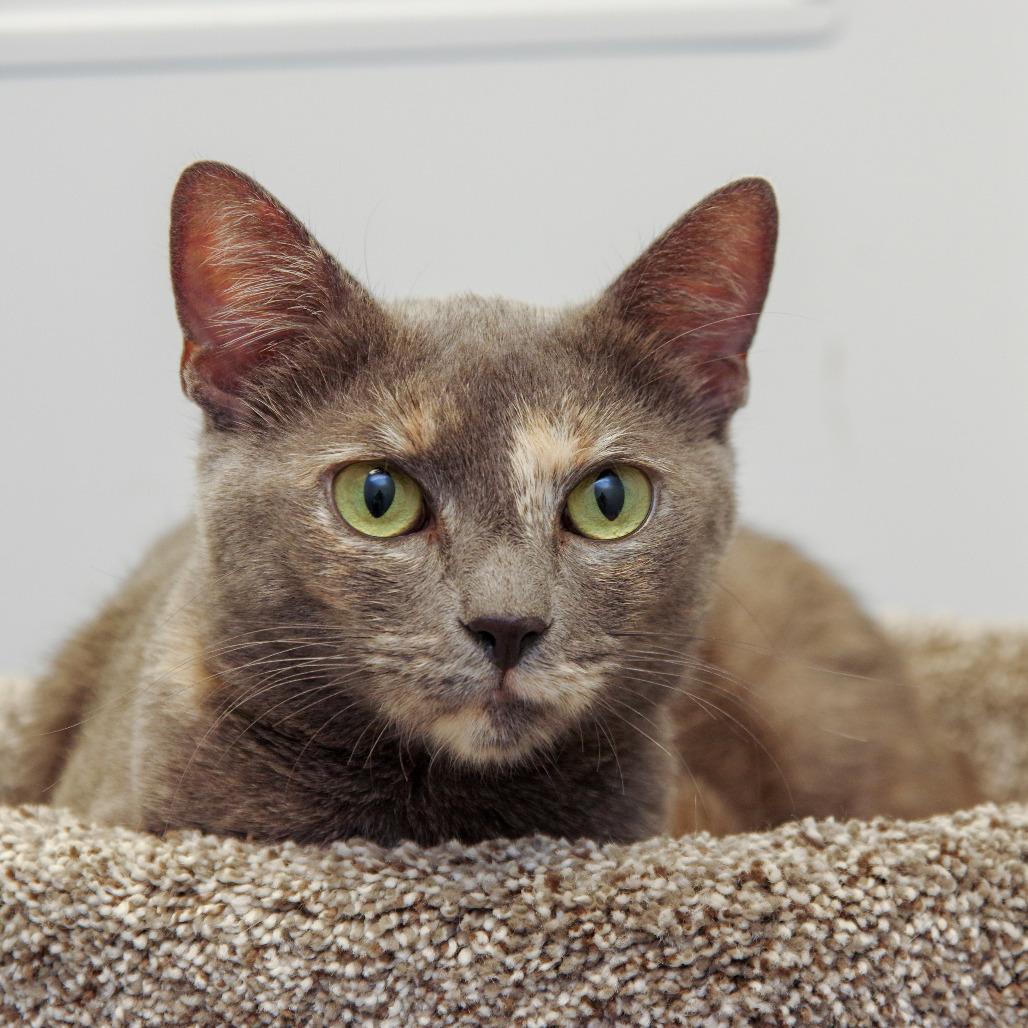 Enlarge Gaia, a Adoptable Domestic Short Hair in Scituate, MA image 3/6
