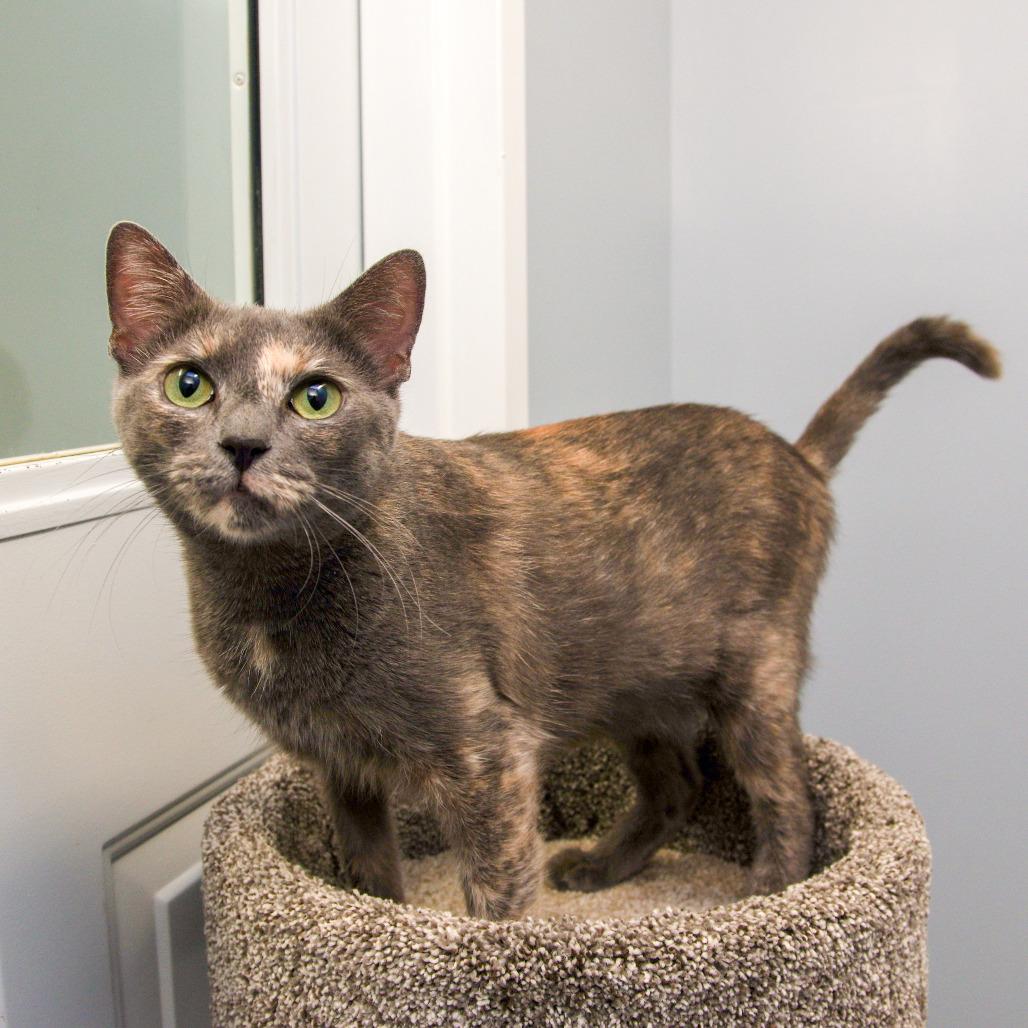 Enlarge Gaia, a Adoptable Domestic Short Hair in Scituate, MA image 4/6