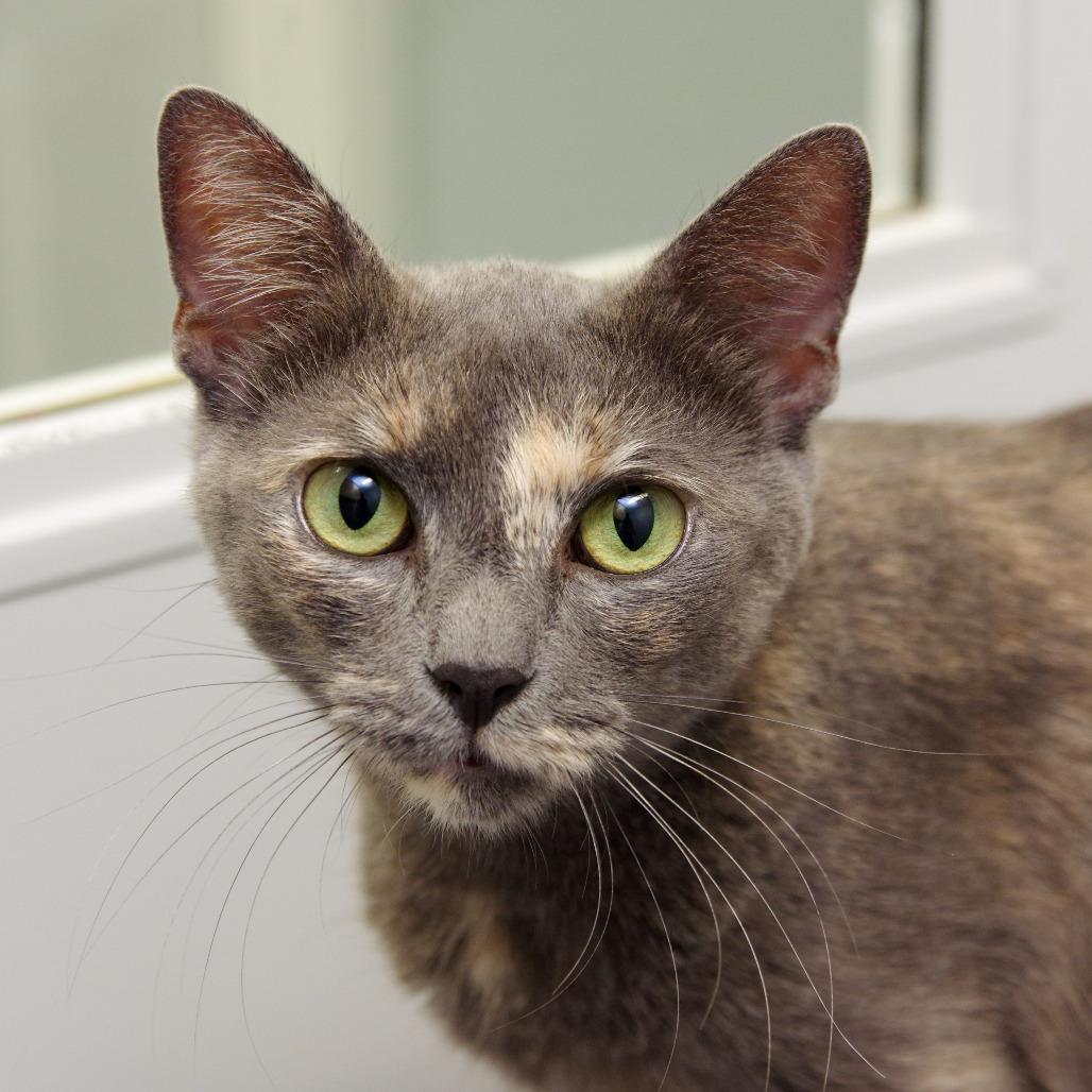 Enlarge Gaia, a Adoptable Domestic Short Hair in Scituate, MA image 6/6